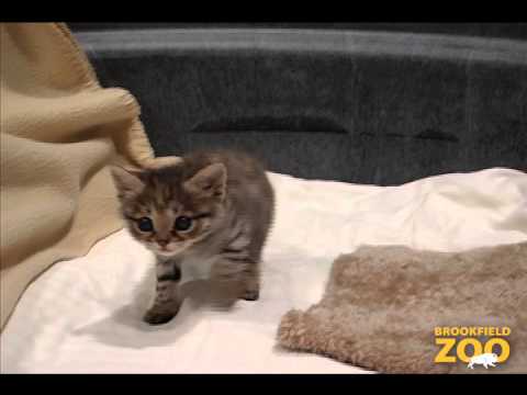 Cute Black-footed Cat at Brookfield Zoo