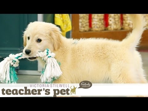 Puppy Mouthing (Training Basics) | Teacher's Pet With Victoria Stilwell