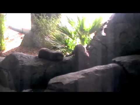 Oriental small clawed otters at the Oceanarium!