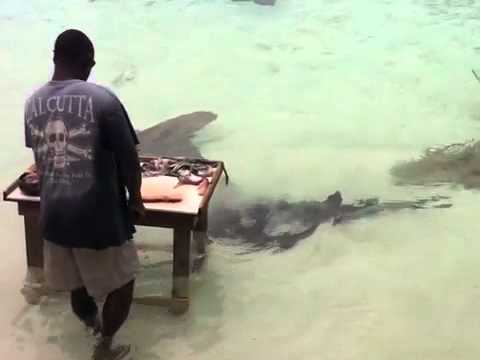 girl (5) swims with sharks