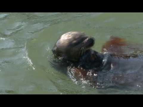 Sea Otter Using a Tool to Open Clams