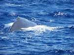 Sperm whale arching back in preparation to dive off Dominica