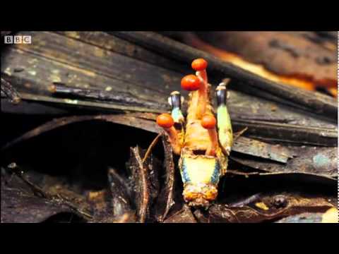 Attack of the killer fungi - Planet Earth - BBC