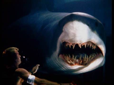 Great White Shark Accident ★★★★★