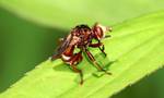 Sicus ferrugineus) There is no English translation for this species, maybe you can say thick-headed fly .