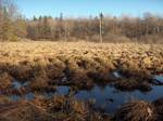 Wetland, or maybe pog, similar to mayer (the Swedish word 