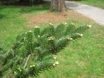 Abies fargesii var. fargesii plant in Arnold Arboretum, Jamaica Plain, Boston, Massachusetts, USA.