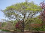 Acer mono known Arnold Arboretum, Jamaica Plain, Boston, Massachusetts, USA.