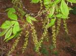 Acer henryi, Arnold Arboretum, Jamaica Plain, Boston, Massachusetts, USA.