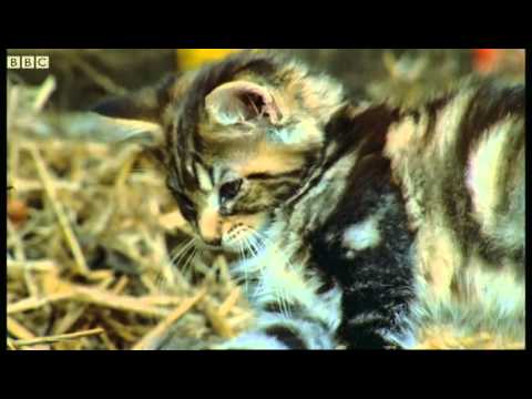 Killer Kittens! - Predators - BBC