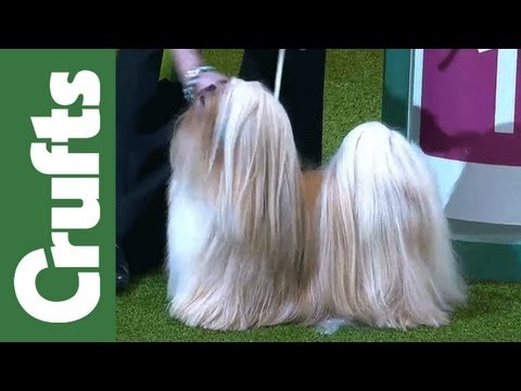 Group Judging (Utility) and Presentation - Crufts 2012