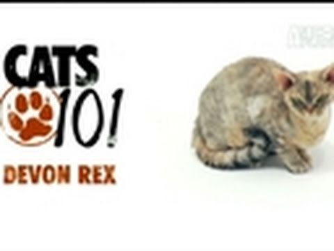 Cats 101: Devon Rex