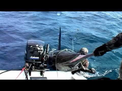 Spearfishing Marlin