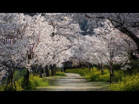 How To Die Right After Seeing DC Cherry Blossoms - Troublehacking with Drew Cleary