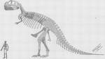 Skeletal restoration by William D. Matthew from 1905, the first reconstruction of this dinosaur ever published[117]