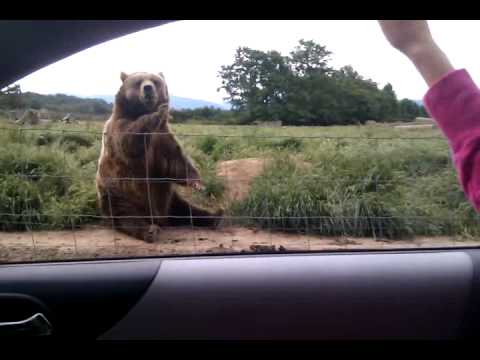 Polite Bear Waves Hello - a waving bear