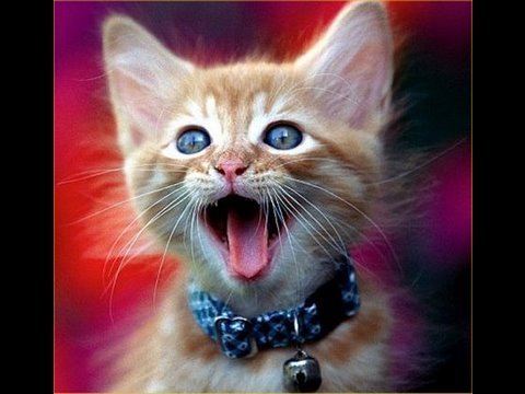 FUNNY CATS SING NEW YEARS