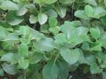 Oregano - Herb - Gardening - Herbal