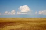 Prairie, Badlands National Park, South Dakota, USA. Prairies (UK: /ˈprɛər.i/, US: /ˈprɛr.i/) are considered part of the temperate grasslands, savannas, and shrublands biome by ecologists, based on similar temperate climates, moderate rainfall, and grasses, herbs, and shrubs, rather than trees, as the dominant vegetation type.