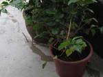 Herbs were grown in a flower pot in Kuala Lumpur, Malaysia.