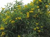 Yellow flower plant in the garden - nature