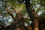 The roble beech (Nothofagus obliqua) from South America. Nothofagus, also known as the southern beeches, is a genus of 36 species of trees and shrubs native to the temperate oceanic to tropical Southern Hemisphere in southern South America (Chile, Argentina) and Australasia (east and southeast Australia, Tasmania, New Zealand, New Guinea and New Caledonia).