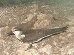 The Bridled Tern (Onychoprion anaethetus, formerly Sterna anaethetus - see Bridge et al., 2005) is a seabird of the tern family Sternidae. It is a bird of the tropical oceans. The Atlantic subspecies melanopters breeds in Mexico, the Caribbean and west Africa; other races occur around the Arabia and in Southeast Asia and Australasia, but the exact number of valid subspecies is disputed.