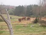 The African plains exhibit at North Carolina Zoo illustrates the dimension of an open-range zoo. The position of most modern zoos in Australasia, Europe, and North America, particularly those with scientific societies, is that they display wild animals primarily for the conservation of endangered species,