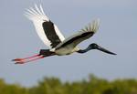 The Black-necked Stork, Ephippiorhynchus asiaticus is a large wading bird in the stork family Ciconiidae. It is a widespread species, which is a resident breeder in southern Asia and Australasia, from India east to New Guinea and the northern half of Australia. In Australia, it is also given the common name Jabiru in Australia. Despite similarities in appearance, the stork of this name in the Americas belongs to a different genus.