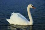 The Mute Swan (Cygnus olor) is a species of swan, and thus a member of the duck, goose and swan family Anatidae. It is native to much of Europe and Asia, and (as a rare winter visitor) the far north of Africa. It is also an introduced species in North America, Australasia and southern Africa. The name 'mute' derives from it being less vocal than other swan species.[1][2][3] Measuring 125 to 170 centimetres in length, this large swan is wholly white in plumage with an orange bill bordered with bl