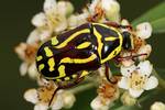 Fiddler Beetle, Eupoecila australasiae, on a Cotoneaster glaucophyllus shrub. Taken in Swifts Creek, Victoria