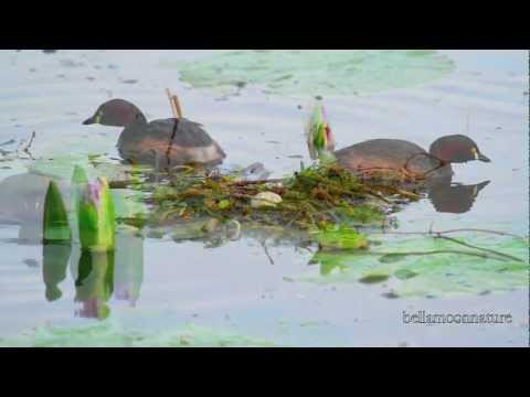 ☜❤☞ AUSTRALASIAN LITTLE GREBE ~ NESTING ~ ☜❤☞