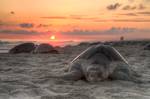 Olive ridley turtle nesting on Escobilla Beach, Oaxaca, Mexico