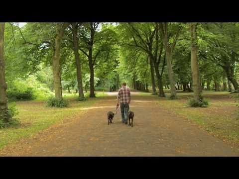 Training your dog to heel on a loose leash: Dog training In London (HD)