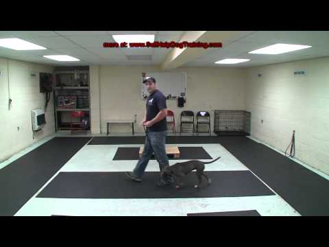 How to Train a Dog to Heel - Dog Training by K9-1.com