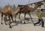 Kashmiri muslim prepare camels for salughter to attract customers at a market place ahead of the Eid-al-Adha festival in Srinagar, the summer capital of Indian Kashmir, 02, November 2011.