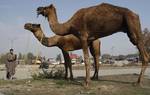 Kashmiri muslim prepare camels for salughter to attract customers at a market place ahead of the Eid-al-Adha festival in Srinagar, the summer capital of Indian Kashmir, 02, November 2011.