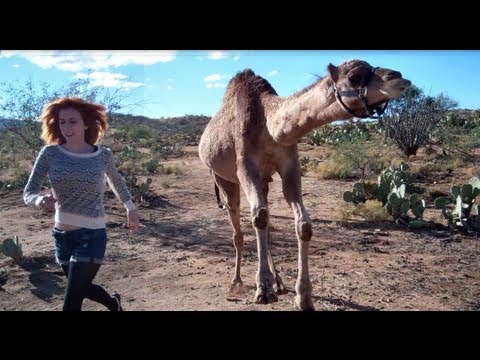 Girl vs. Camel (in race!)