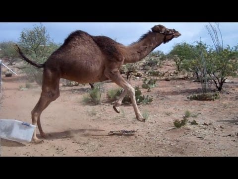 Camel vs. Bin