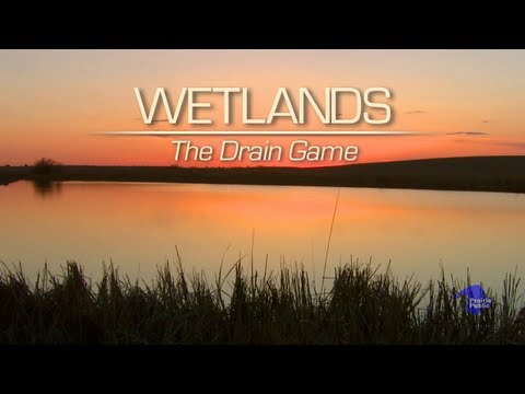 Wetlands: The Drain Game