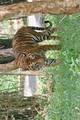 A Bengal tiger in Bannerghatta National Park, India