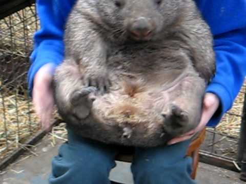 Wombat