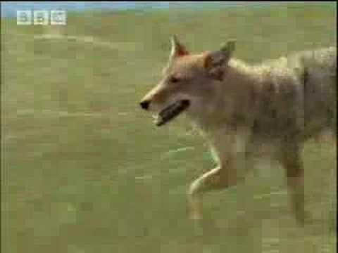 Controlling the coyote population - BBC wildlife