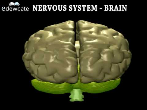 Human Anatomy - Brain