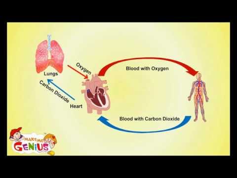 Circulatory System -Cardiovascular System- for Kids by www.makemegenius.com