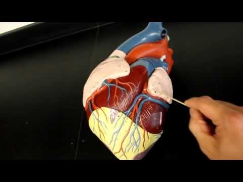 CIRCULATORY SYSTEM ANATOMY: Coronary circulation arteries and cardiac veins vessel model description