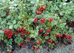 The Vaccinium vitis-idaea – often called lingonberry and also called cowberry, foxberry, mountain cranberry, csejka berry, red whortleberry, lowbush cranberry, mountain bilberry, partridgeberry