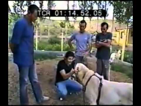 Turkish Kangal Documentary on Japanese Channel