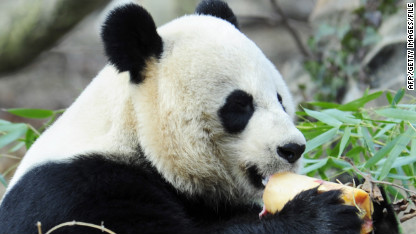 Cause of baby panda death unclear