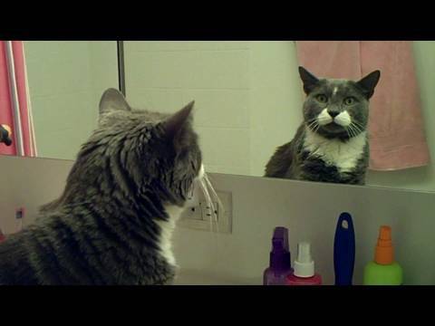 Horus Cat Art Film